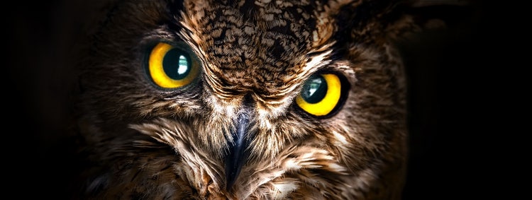 A close up of an owl's face Description automatically generated