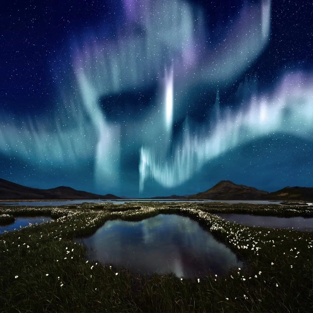 The Northern Light over the marsh landscape with wildflowers in Landmannarlaugar, Iceland