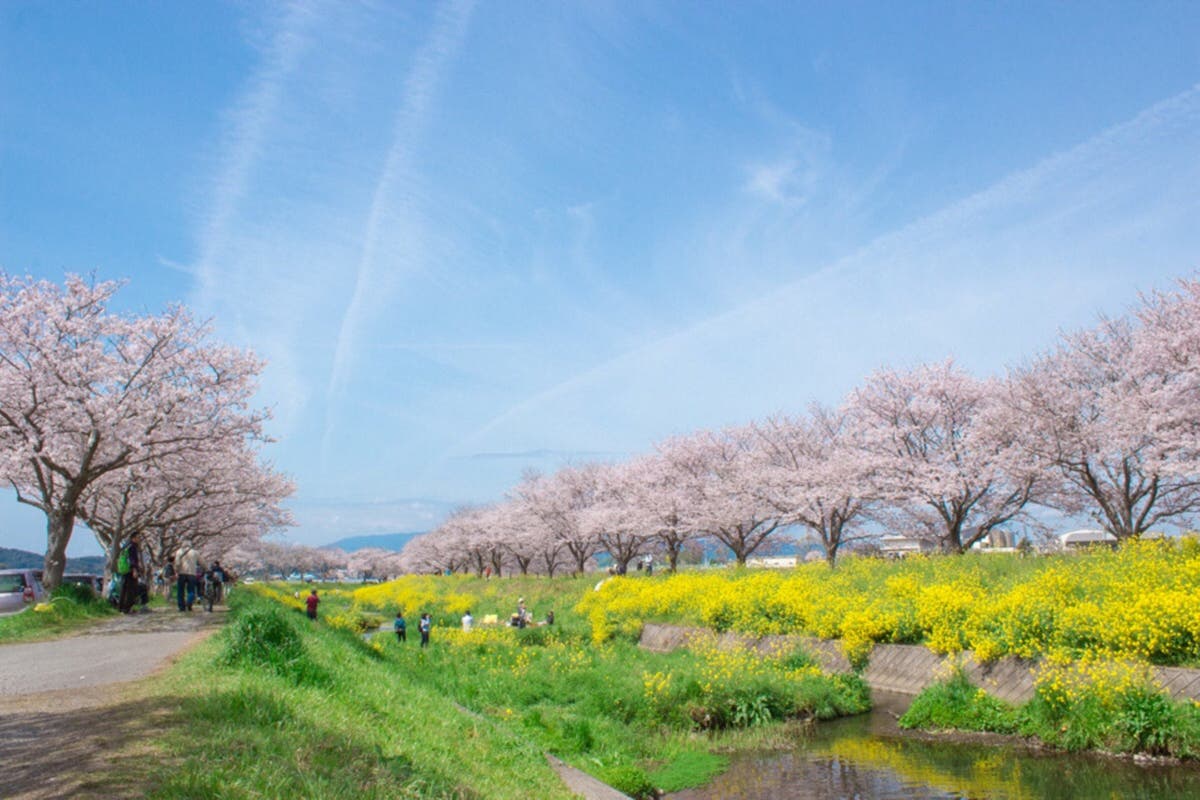 夕方桜 おすすめ桜スポット 西日本・中日本編 #AdobeStock
