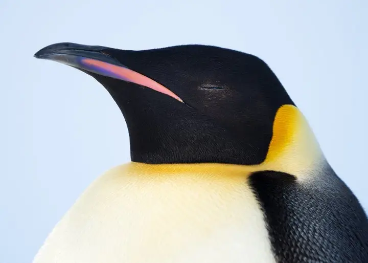 A picture containing penguin, bird, black, aquatic bird
Description automatically generated