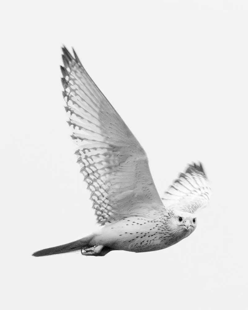 A picture containing sky, bird, bird of prey, hawk
Description automatically generated