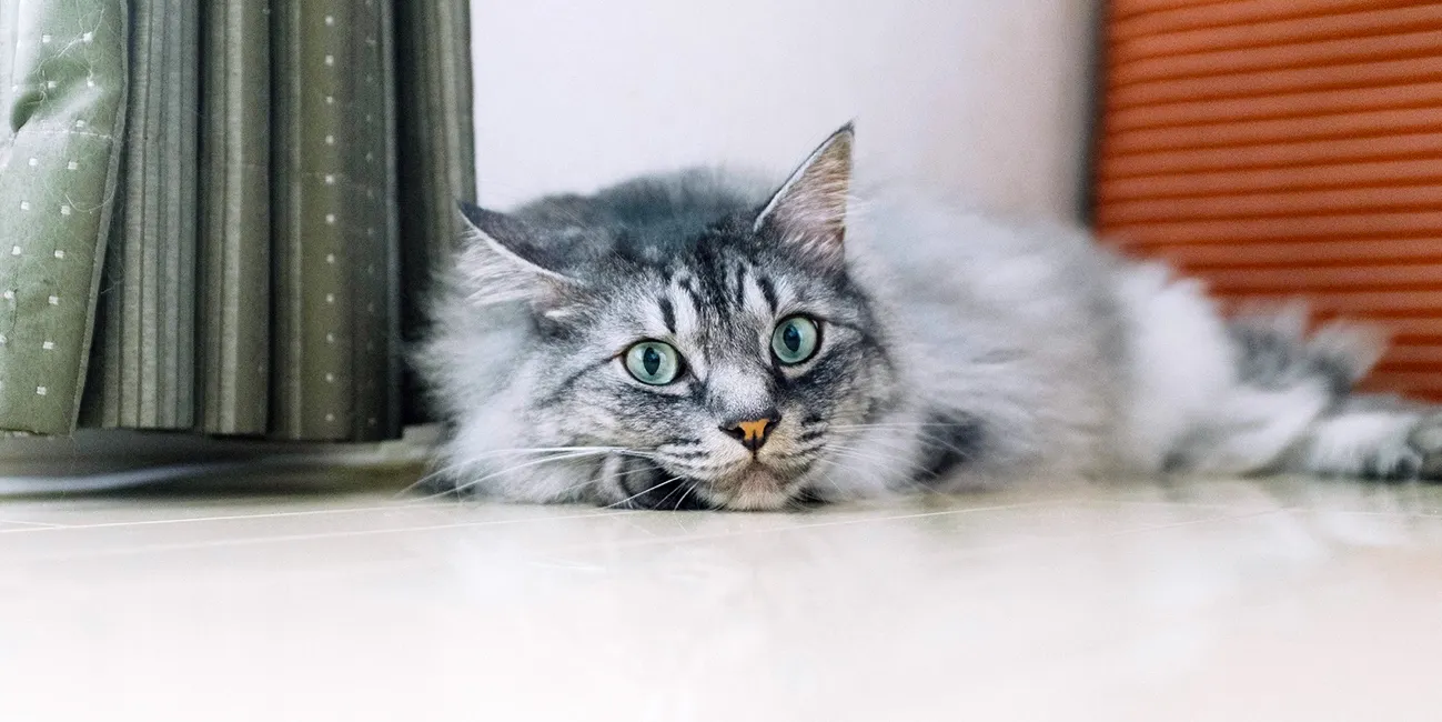 猫フォト ムービー コンテスト入選作品発表 猫フォト ムービー コンテスト入選作品発表