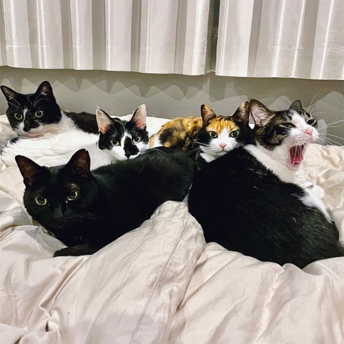 ベッドで寝ている猫たち
自動的に生成された説明