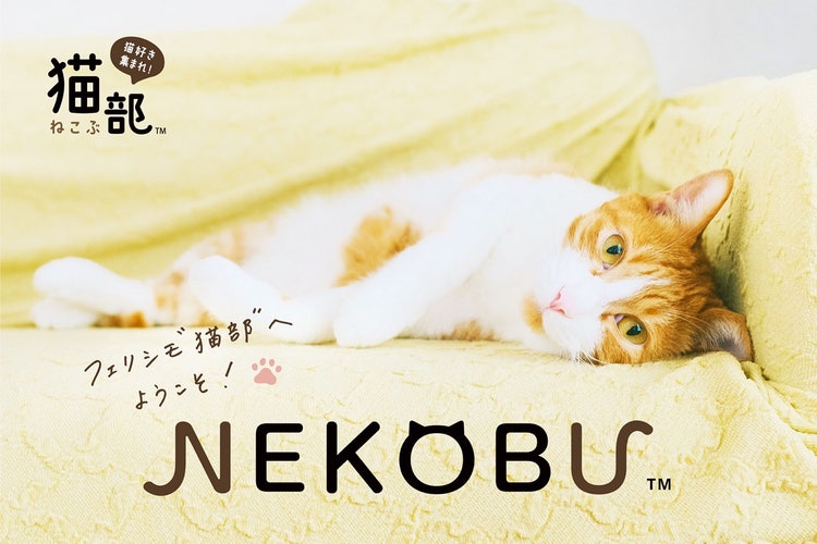 屋内, 座る, 猫, 横たわる が含まれている画像 自動的に生成された説明