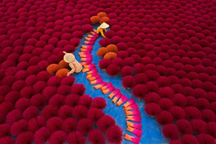 Aerial view of farmers harvesting bright plants.