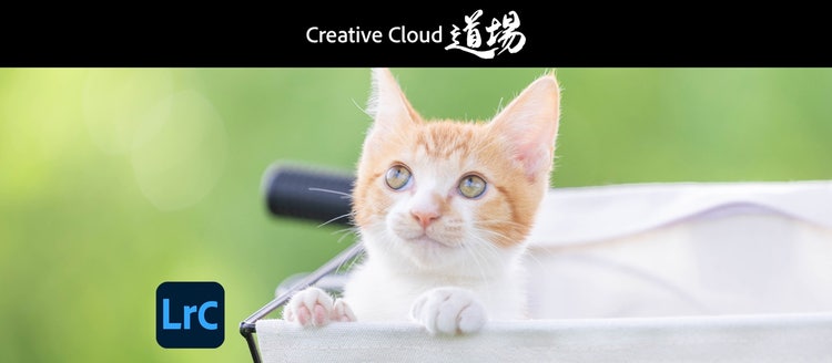 猫のミーム 低い精度で自動的に生成された説明