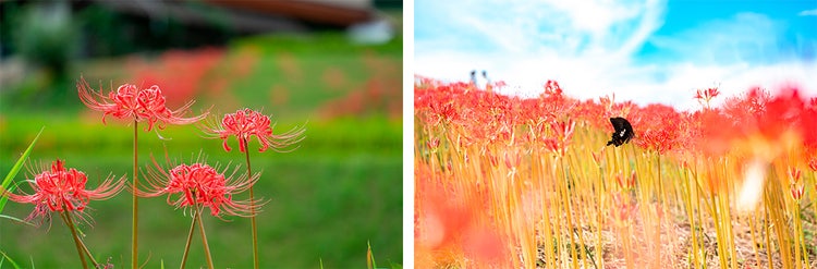 花が咲いている絵 中程度の精度で自動的に生成された説明