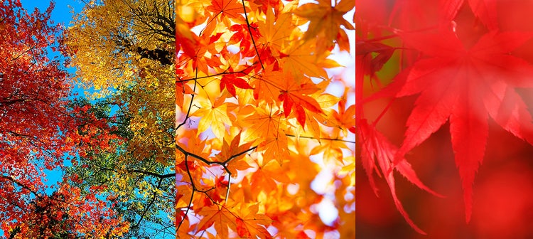 紅葉の写真素材