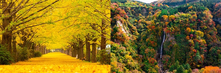 紅葉の写真素材