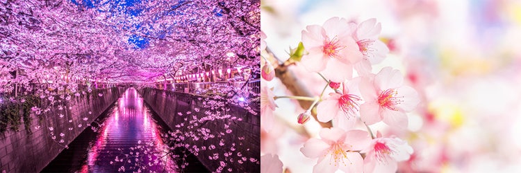 Adobe Stock　夜桜・桜の寄り
