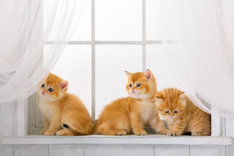 Adobe Stock　こねこ