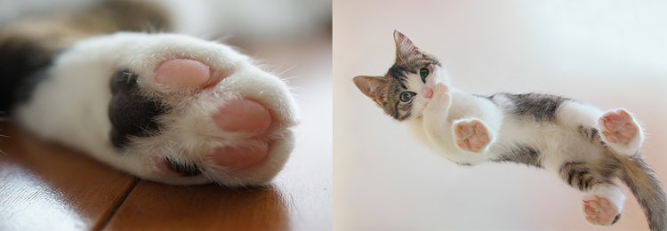 Adobe Stock　猫の手