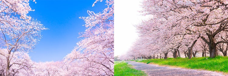 Adobe Stock　桜
