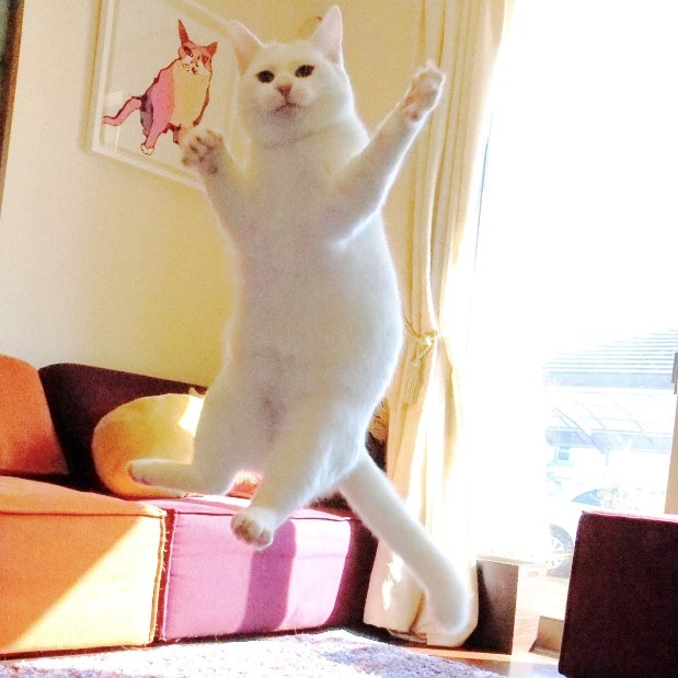 A picture containing indoor, cat, white, domestic cat Description automatically generated