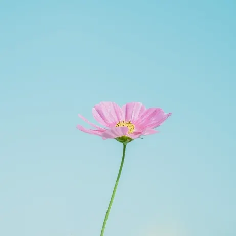 ピンク色の花 自動的に生成された説明