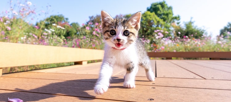 A picture containing sky, ground, outdoor, cat Description automatically generated