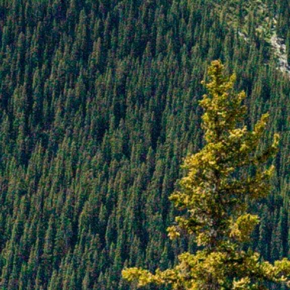 A picture containing tree, outdoor, plant, poplar Description automatically generated