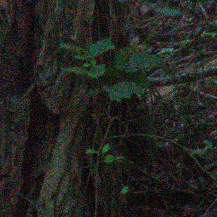A picture containing plant Description automatically generated