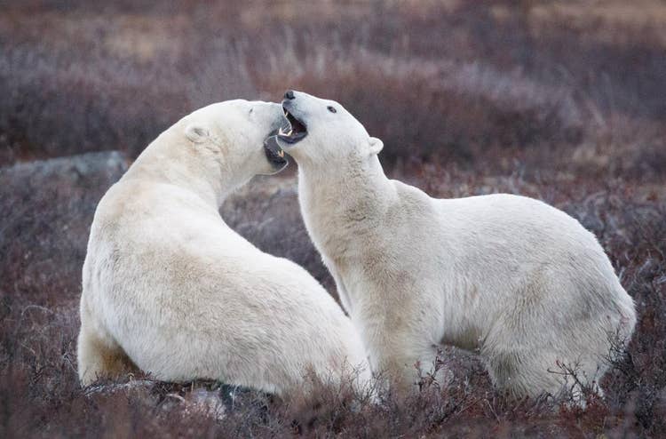 A couple of polar bears playing Description automatically generated with low confidence