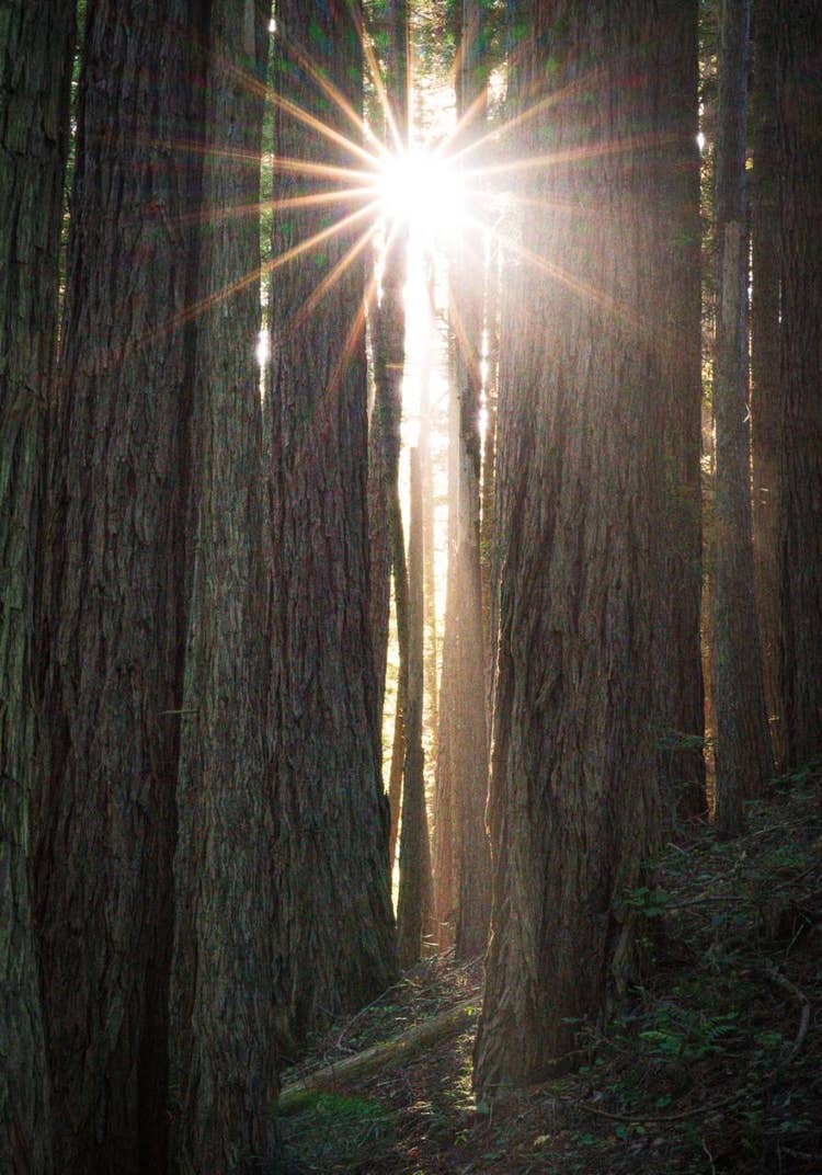 A forest with the sun shining through the trees Description automatically generated with low confidence
