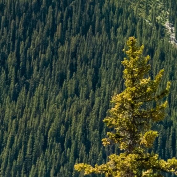 A picture containing plant, tree, outdoor, mountain Description automatically generated
