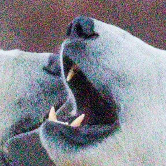 A picture containing cat, mammal, white, black Description automatically generated