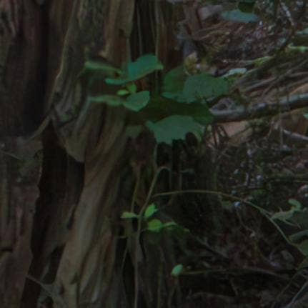 A picture containing outdoor, plant, forest Description automatically generated