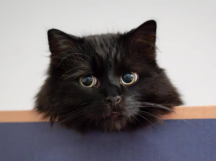 A cat looking at the camera Description automatically generated with medium confidence