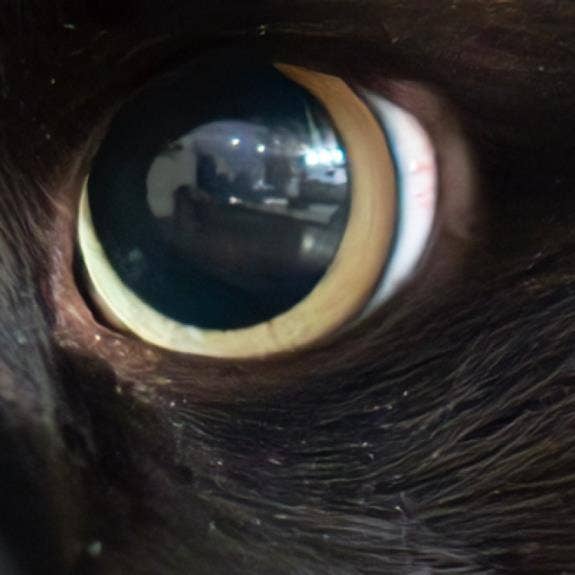 A picture containing looking, eyes, black, dark Description automatically generated