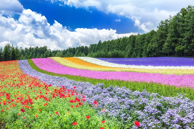 Adobe Stock｜風景・果物の素材