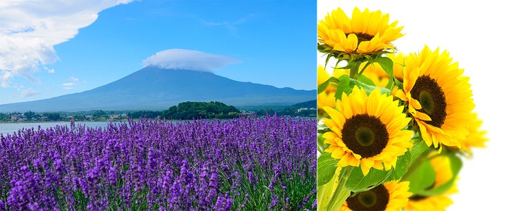 Adobe Stock｜夏の素材サンプル