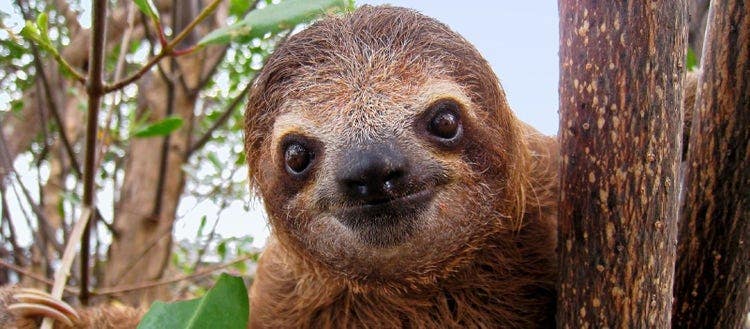 ナマケモノの顔 自動的に生成された説明