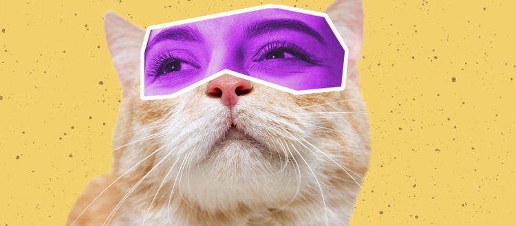 帽子をかぶった猫の顔のcg 中程度の精度で自動的に生成された説明
