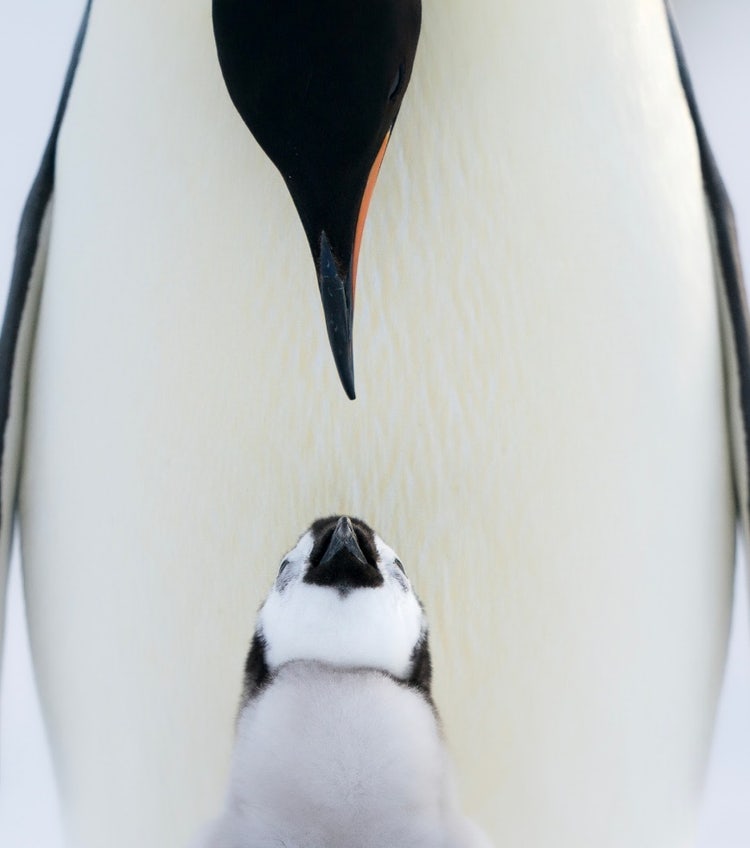 上を見上げているペンギン 自動的に生成された説明