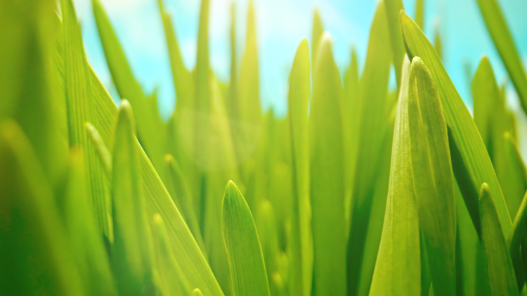 The Camera Moves Through the Stalks of Lush Green Grass. Early Spring, Sunny Day. Blue Sky in the Background. Purity and Beauty of Nature.