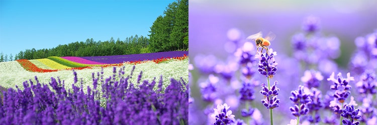 Adobe Stock｜初夏の素材（6月）