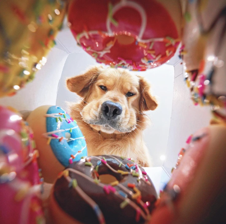 Photograph of a dog taken by Los Angeles-based photographer Candice Sedighan.