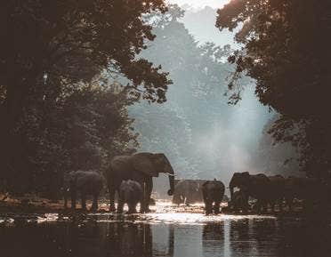 Image of a group of elephants.