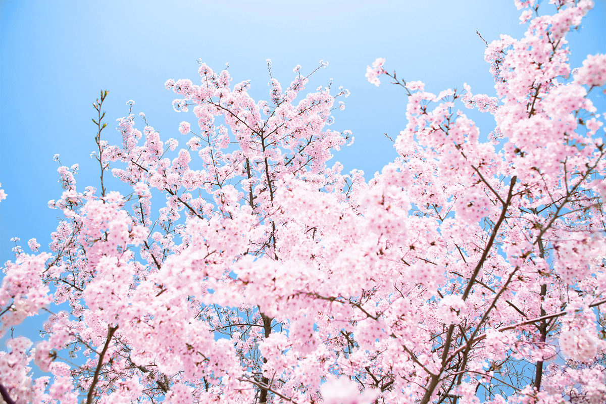 フォトレタッチの極意 桜の花を桜らしく見せる色調整